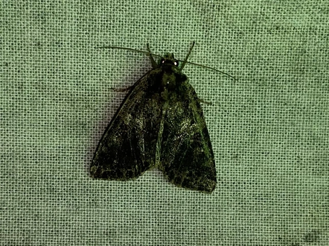 Apterogenum ypsillon - ipszilon-erdeibagoly