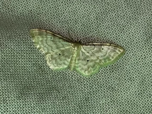 Idaea fuscovenosa - szürkeszélű apróaraszoló