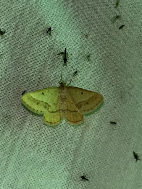 Tephrina arenacearia - lucerna-araszoló