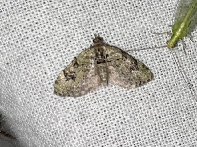 Chloroclystis v-ata - zöldes törpearaszoló