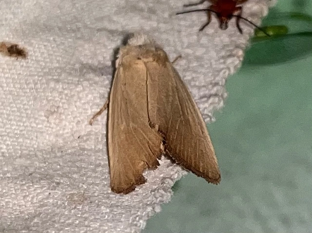 Arenostola phragmitidis - selymes nádibagoly