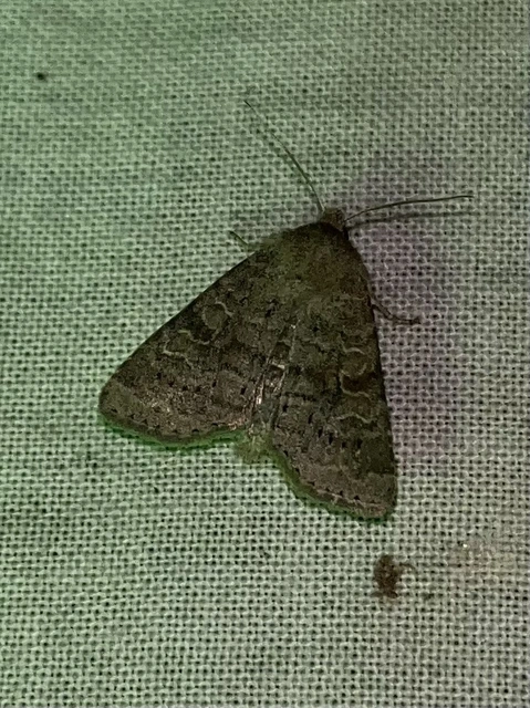Parastichtis suspecta - sötét erdeibagoly