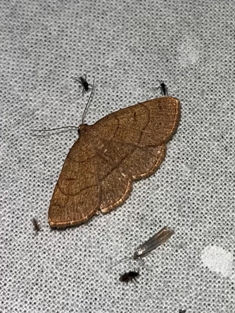 Paracolax tristalis - sárgás karcsúbagoly