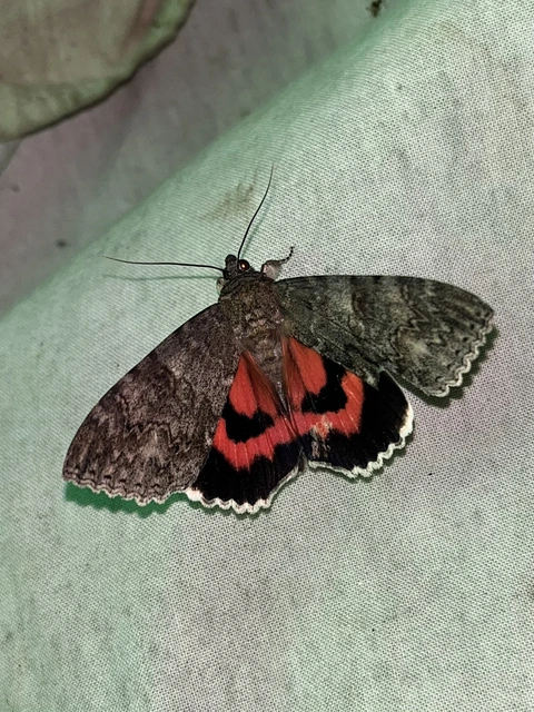 Catocala nupta - piros övesbagoly