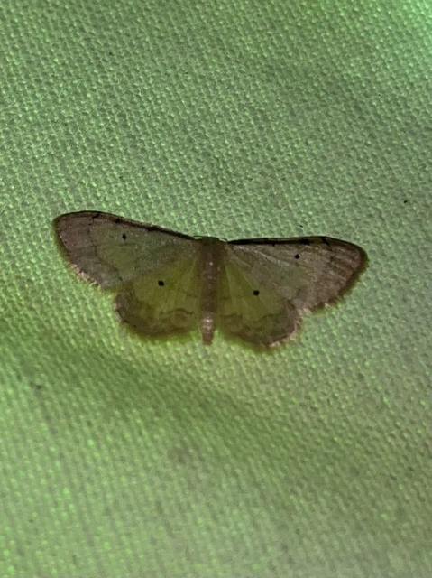 Idaea politaria - vonalas apróaraszoló