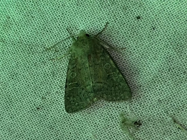 Parastichtis suspecta - sötét erdeibagoly
