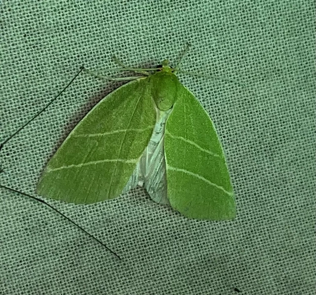 Bena bicolorana - tölgyfa-zöldbagoly