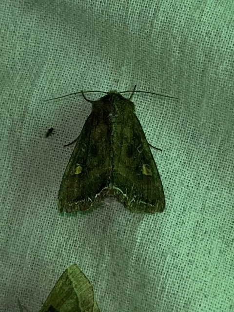 Lacanobia oleracea - saláta-kertibagoly