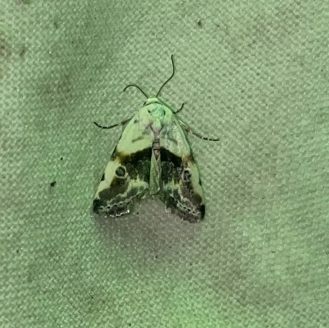 Ponometia candefacta - parlagfűbagoly