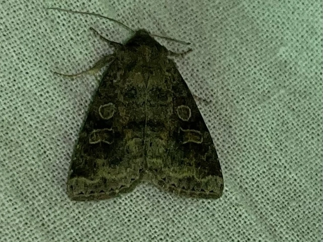 Parastichtis suspecta - sötét erdeibagoly