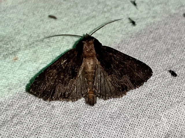 Dypterygia scabriuscula - szurokbarna nyáribagoly