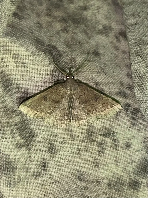 Pechipogo plumigeralis - tollascsápú karcsúbagoly