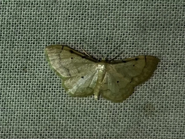 Idaea politaria - vonalas apróaraszoló