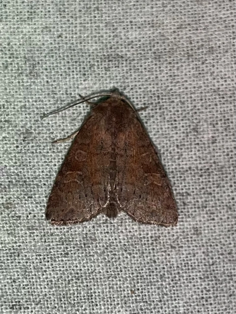 Parastichtis suspecta - sötét erdeibagoly