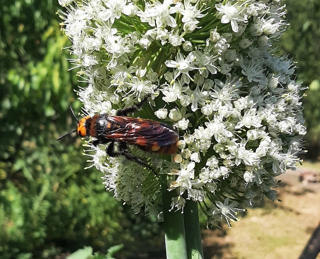 Megascolia maculata - óriás-tőrösdarázs