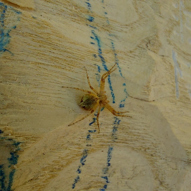 Philodromus