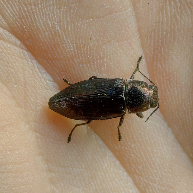 Buprestis haemorrhoidalis - foltosfejű díszbogár