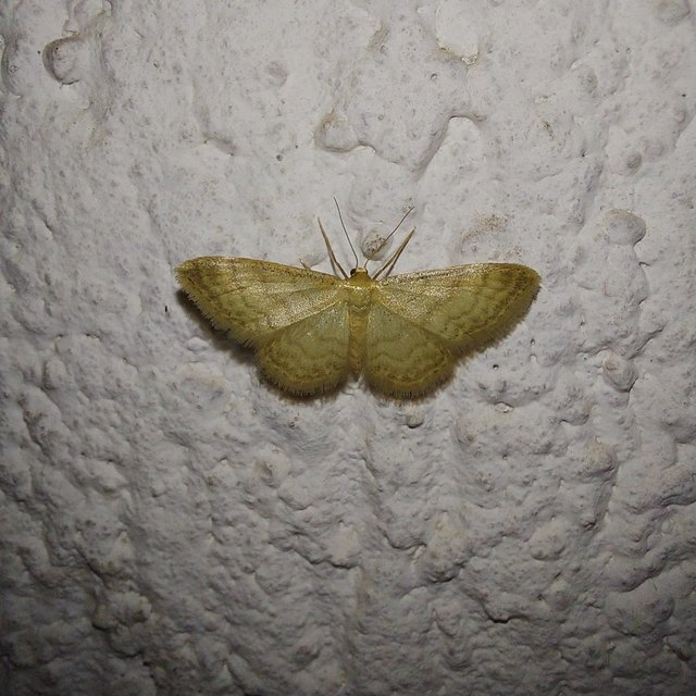 Idaea dilutaria - napvirág-apróaraszoló