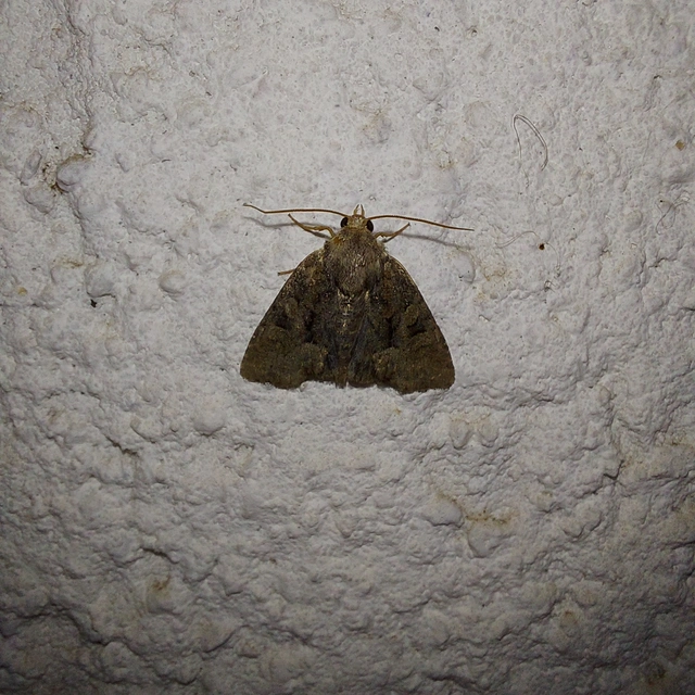 Oligia strigilis/latruncula/versicolor