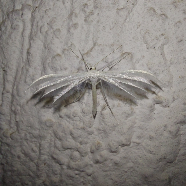 Pterophorus pentadactyla - fehér tollasmoly