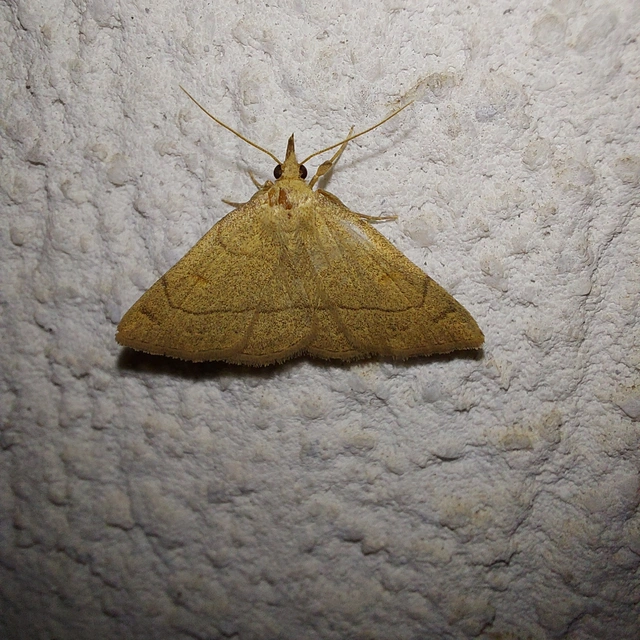 Paracolax tristalis - sárgás karcsúbagoly