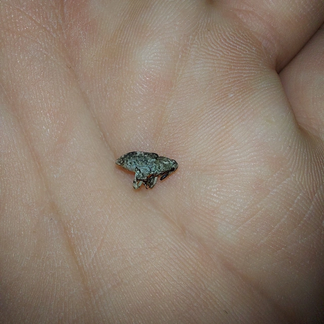 Gasterocercus depressirostris - laposorrú ormányos