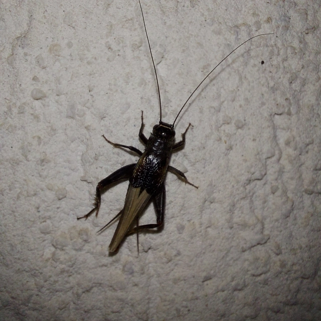 Eumodicogryllus bordigalensis - bordói tücsök
