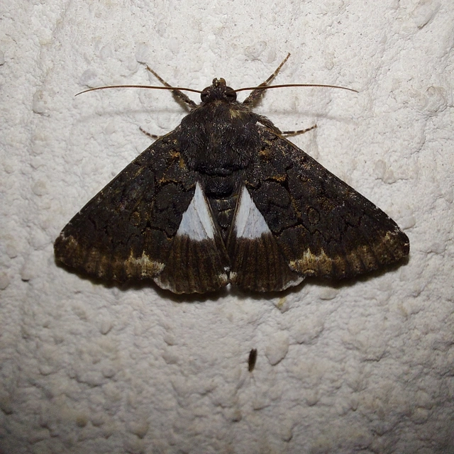 Catephia alchymista - fekete övesbagoly