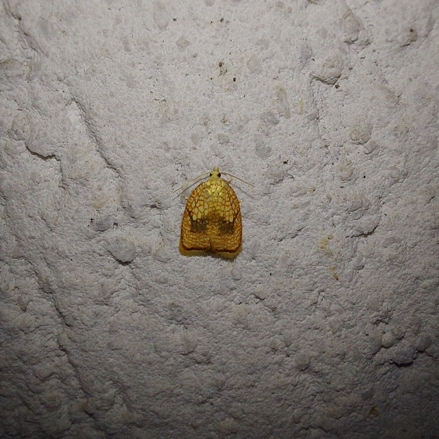 Acleris forsskaleana - juharos levélmoly