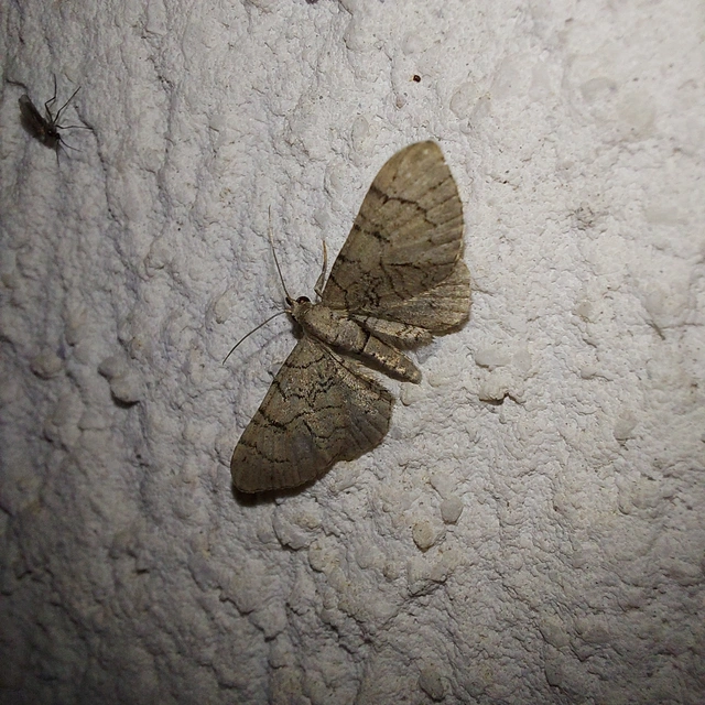 Eupithecia silenicolata - habszegfű-törpearaszoló