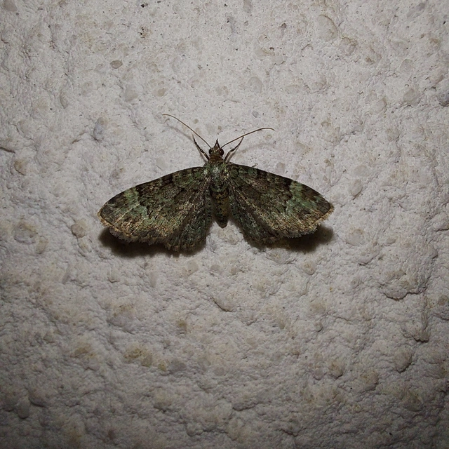 Pasiphila rectangulata - almavirág-araszoló