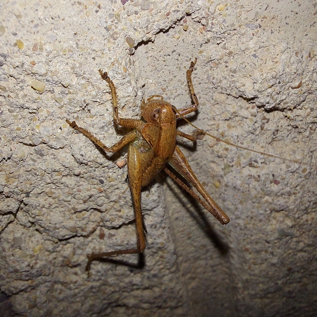 Pholidoptera griseoaptera - szürke avarszöcske