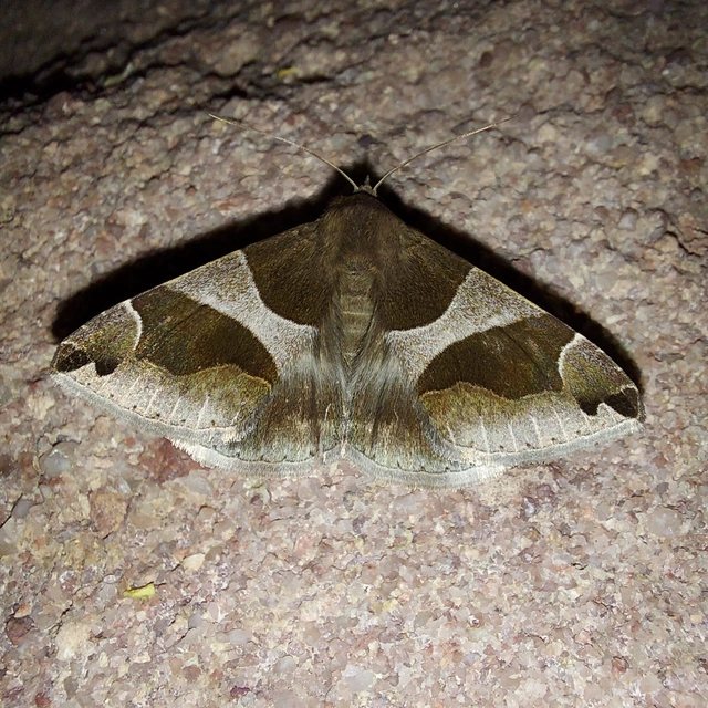 Dysgonia algira - déli porcelánbagoly