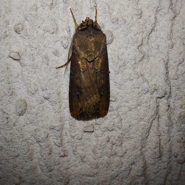 Agrotis ipsilon - nagy földibagoly
