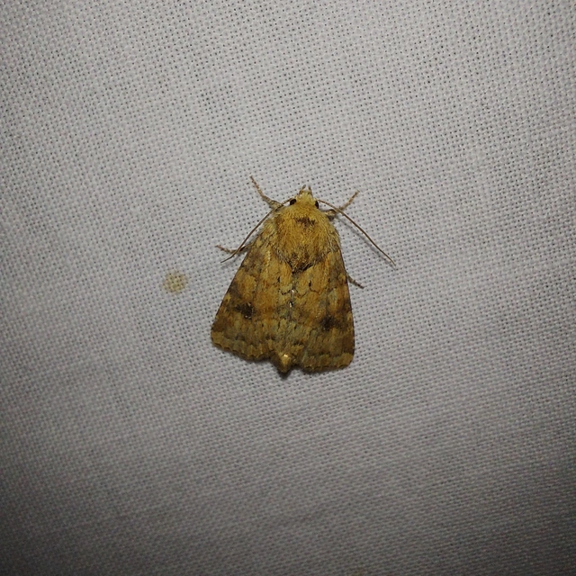 Atypha pulmonaris - tüdőfű-levélbagoly