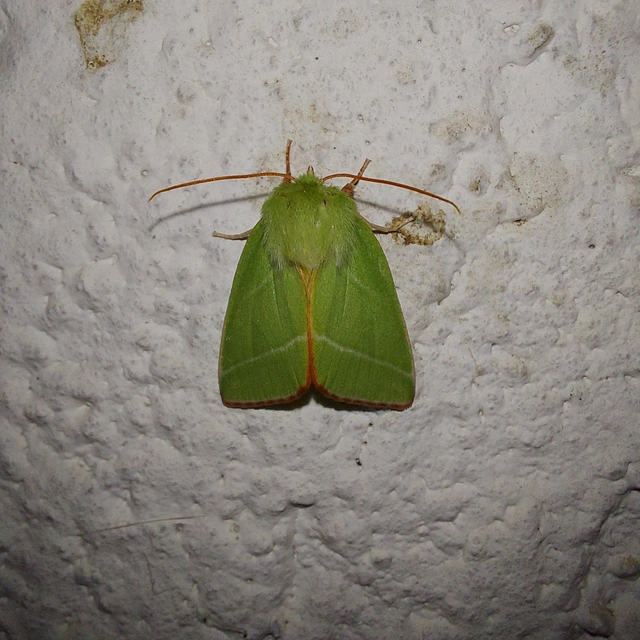 Pseudoips prasinana - bükkfa-zöldbagoly