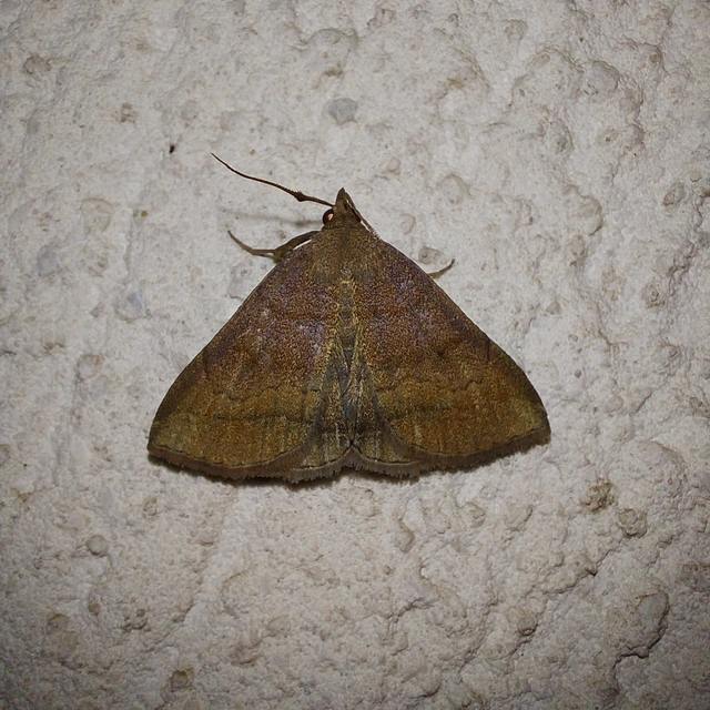 Zanclognatha lunalis - pelyheslábú karcsúbagoly
