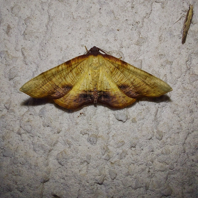 Plagodis dolabraria - baltaszárnyú araszoló