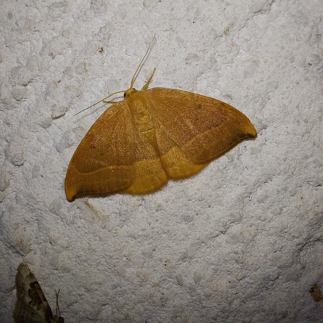 Watsonalla cultraria - bükkfa-sarlósszövő