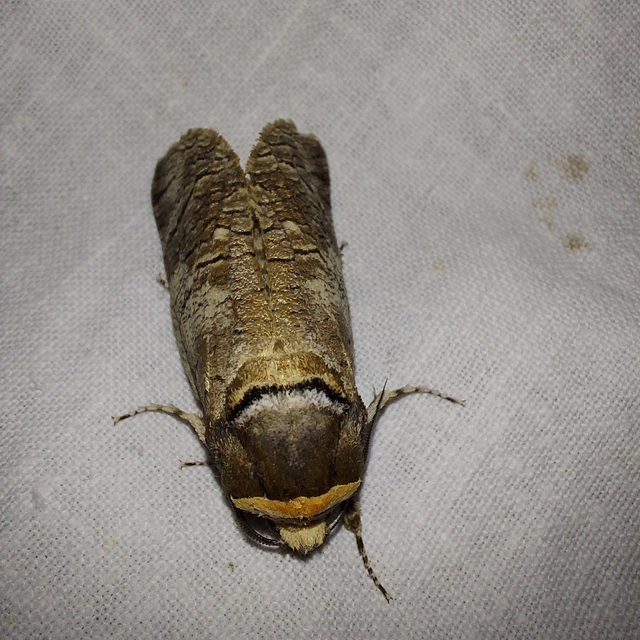 Cossus cossus - fűzfarontólepke