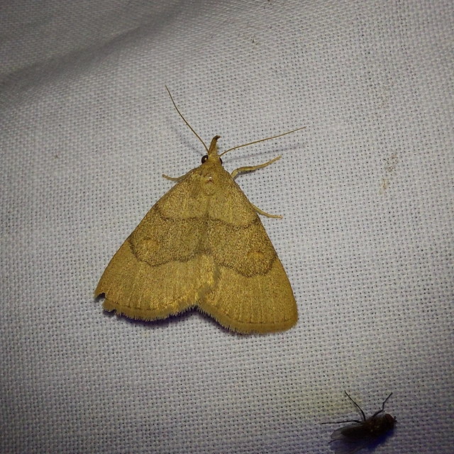 Paracolax tristalis - sárgás karcsúbagoly