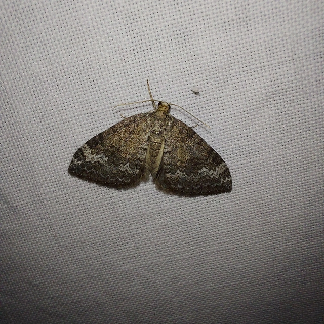 Perizoma alchemillata - árvacsalán-araszoló