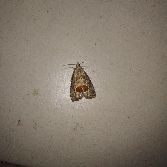 Notocelia uddmanniana - málnasodró tükrösmoly