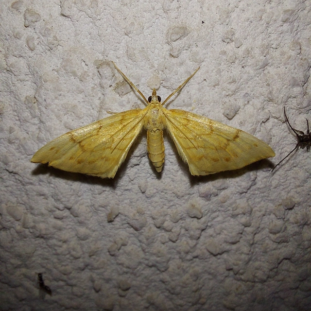 Eulithis pyraliata - sárga galajaraszoló