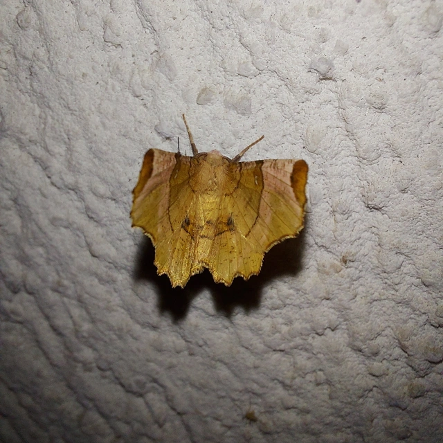 Selenia lunularia - egyfoltos holdasaraszoló