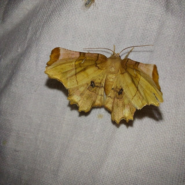 Selenia lunularia - egyfoltos holdasaraszoló