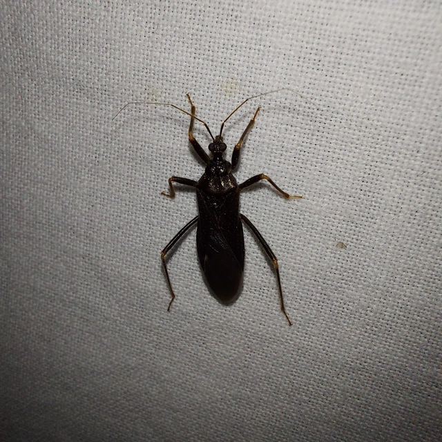 Reduvius personatus - szemetes zugpoloska