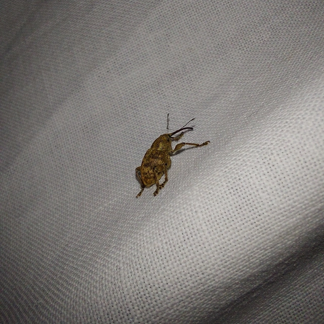 Curculio