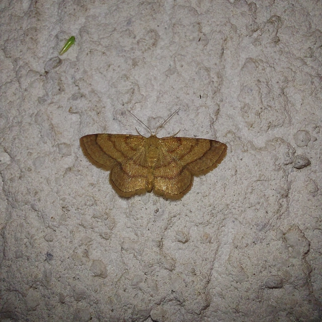 Scopula rubiginata - réti pirosaraszoló