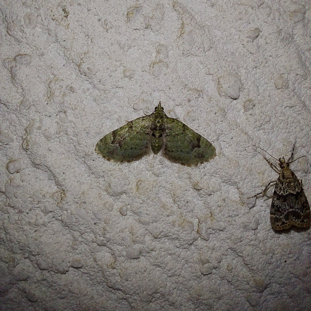 Chloroclystis v-ata - zöldes törpearaszoló